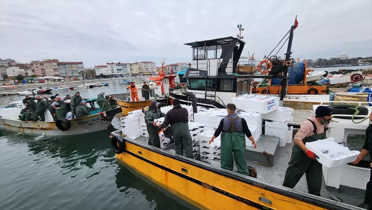 Tekirdağlı balıkçıların yüzünü torik bolluğu güldürüyor