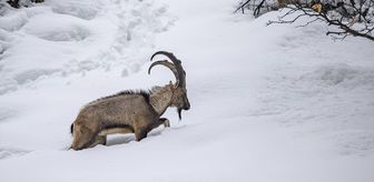 Tunceli'de kar ve soğuk hava yaban hayvanlarının yiyecek bulmasını zorlaştırıyor