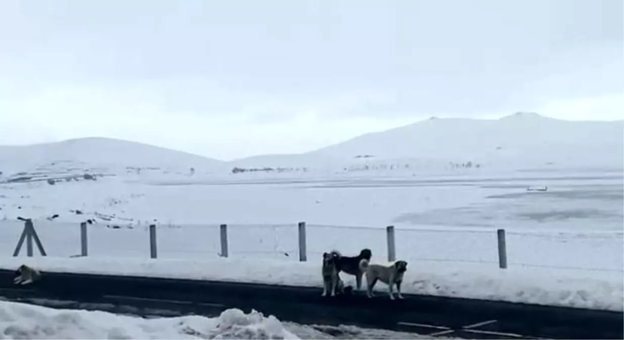 Ağrı'da başıboş sokak köpekleri tehlike saçıyor