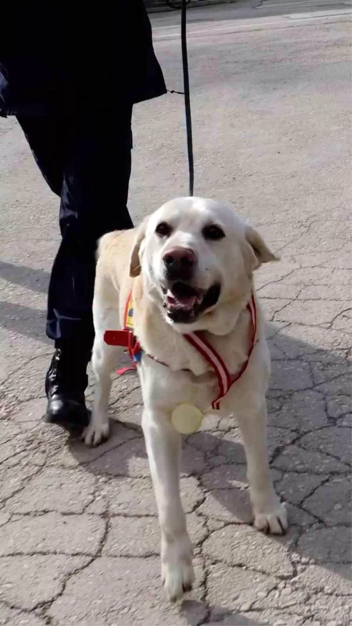 Jandarmanın hassas burnu "Medyum" 10 yıllık mesaisini tamamladı