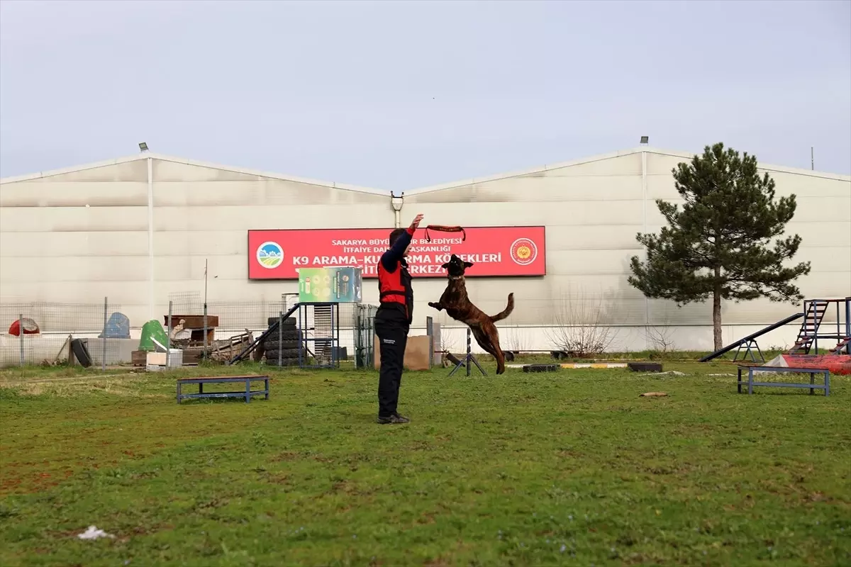 Sakarya itfaiyesinin K9 köpekleri olası afetlere karşı eğitiliyor