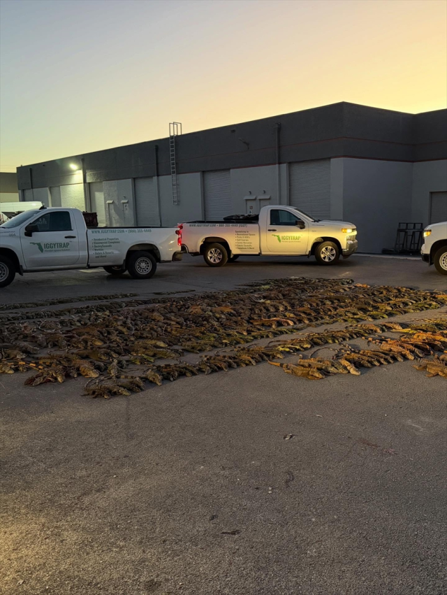 soguk hava binlerce iguanayi hareketsiz birakti 19541245 8298 m