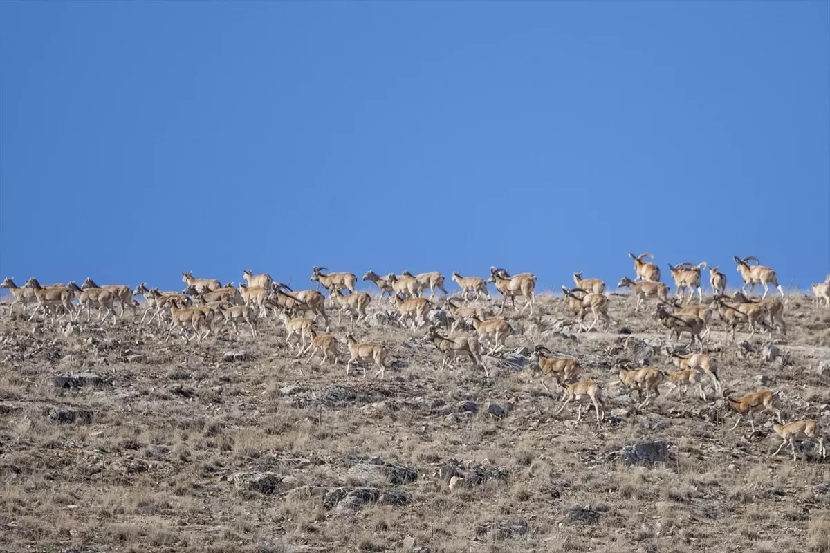 'Anadolu cerenleri' Konya'daki doğal yaşam alanlarında görüntülendi