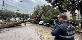Aydın'da hastane bahçesinde devrilen ağaç 4 otomobilde hasara neden oldu