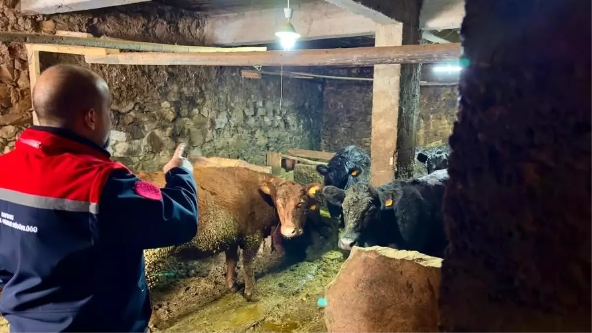 Aydıntepe'de Kırsalda Bereket Projesi ile üretimler devam ediyor