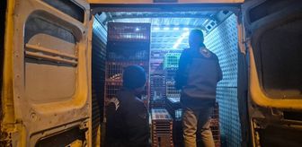 Bilecik'te 1265 kanatlı hayvana el konuldu