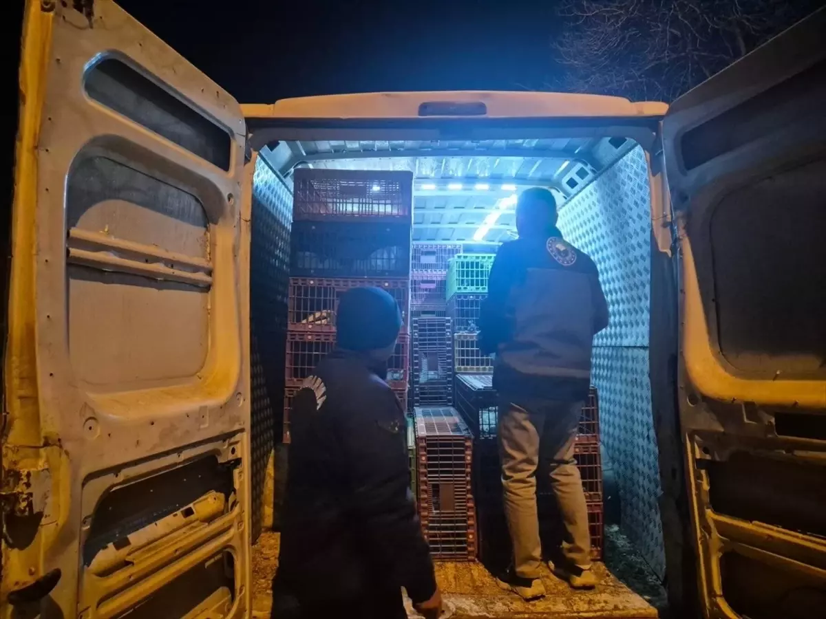 Bilecik'te 1265 kanatlı hayvana el konuldu