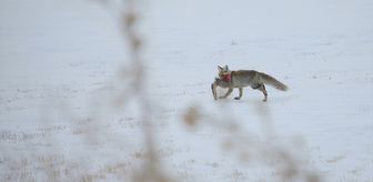 Erzurum, Kars, Ardahan ve Ağrı'da kar yağışı etkili oldu