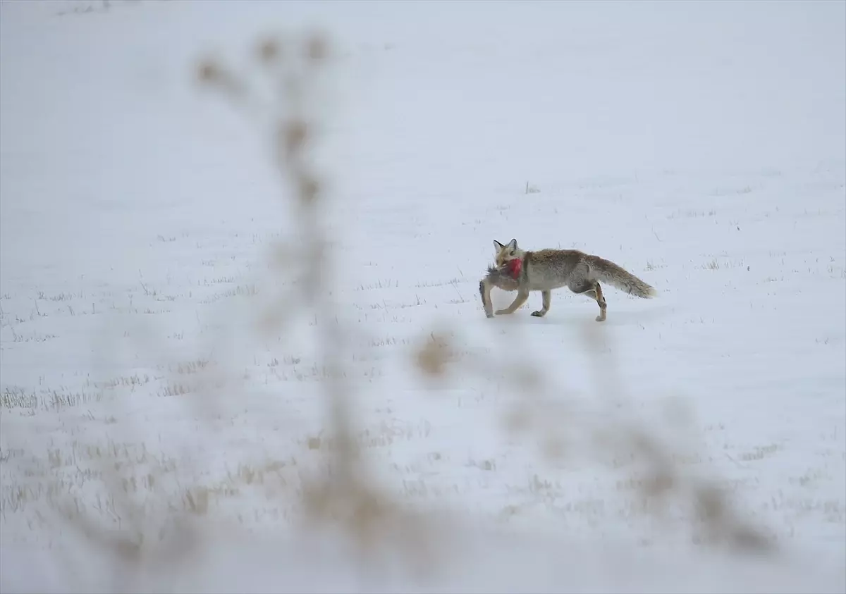 Erzurum, Kars, Ardahan ve Ağrı'da kar yağışı etkili oldu