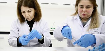 Fındık Araştırma Enstitüsü bu yıl 500 bin samuray arısı üretecek