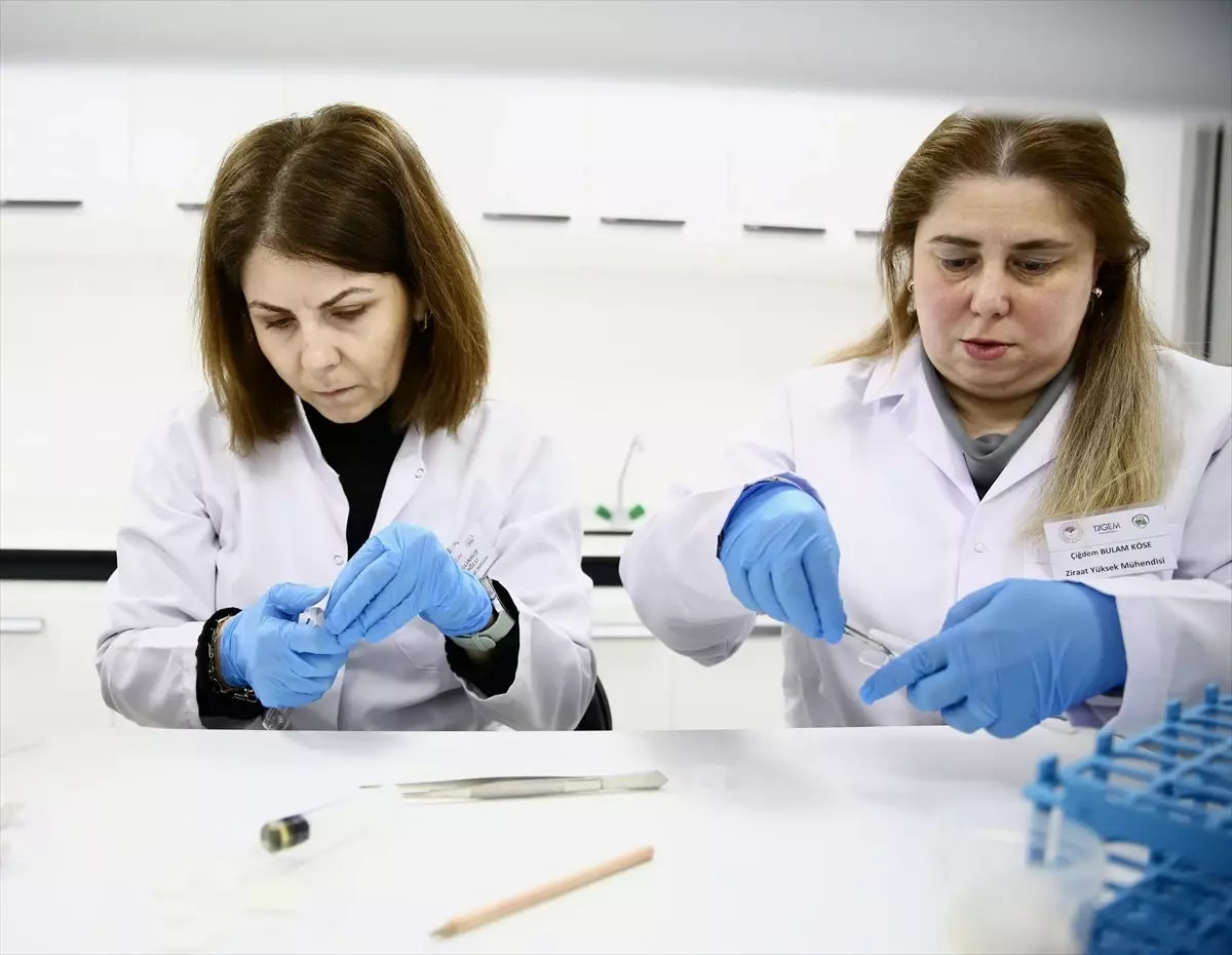 Fındık Araştırma Enstitüsü bu yıl 500 bin samuray arısı üretecek