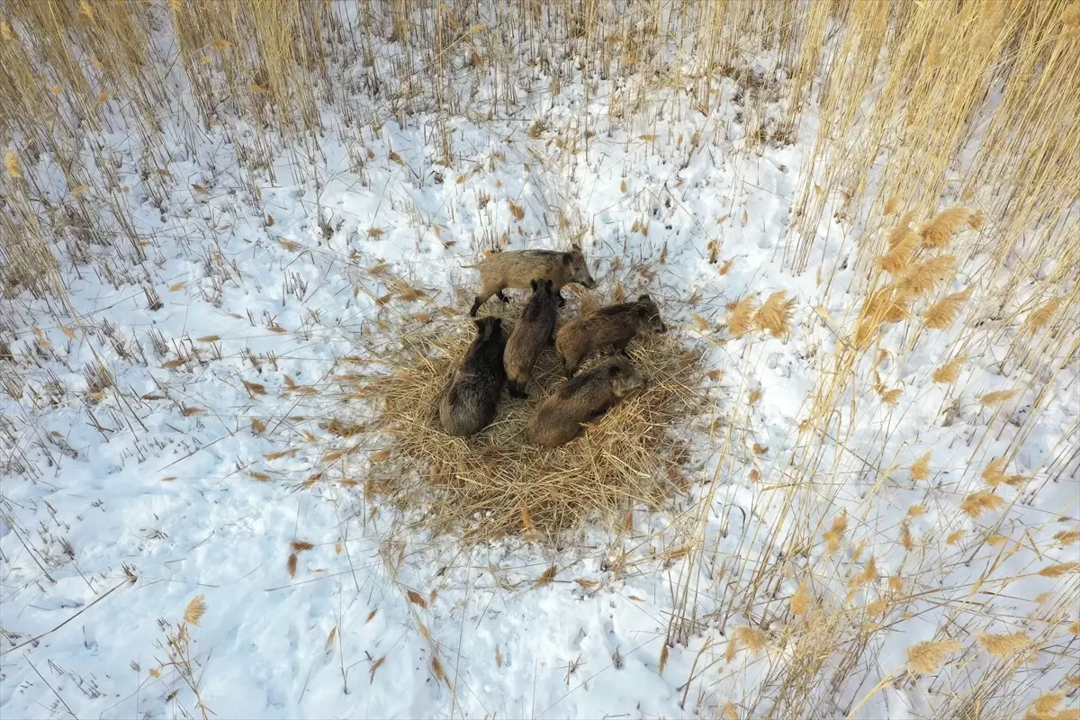 Iğdır'da domuz sürüsü dronla görüntülendi