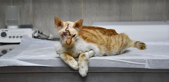 Köpek saldırısına uğrayan kedinin kırılan kafatasına implant yerleştirildi