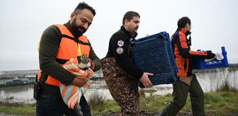 Meriç Nehri'nin taştığı bölgede mahsur kalan hayvanlar kurtarıldı