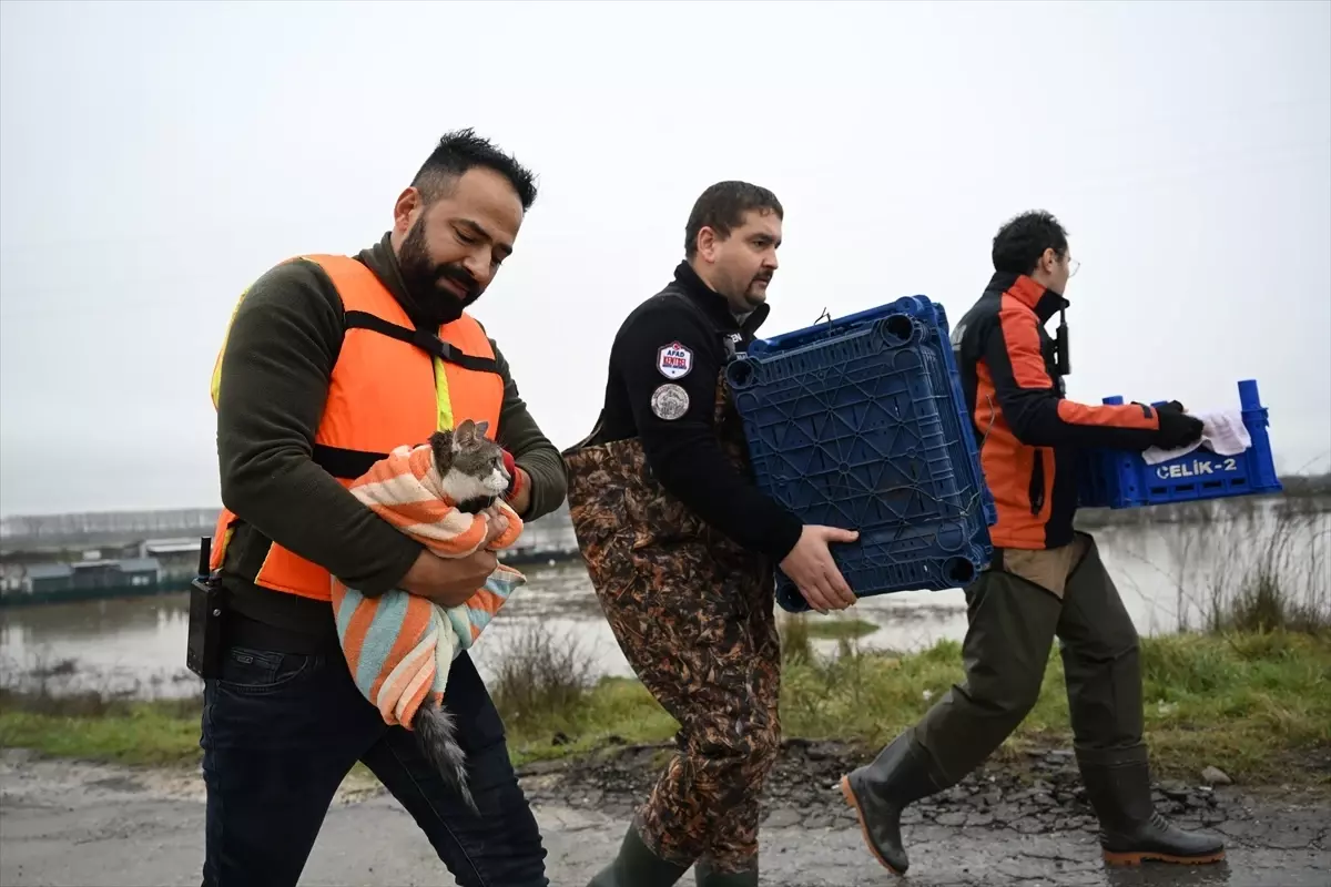 Meriç Nehri'nin taştığı bölgede mahsur kalan hayvanlar kurtarıldı
