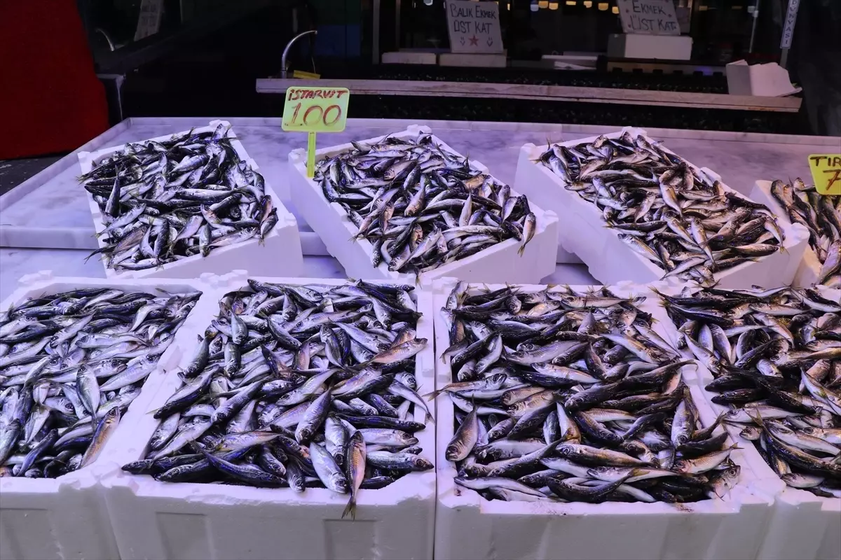 Rize'de istavritin kilogramı 100 liradan satışa sunuldu