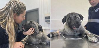 Kamyonetin arkasında ölüme sürüklenen köpeği Seren Serengil sahiplendi