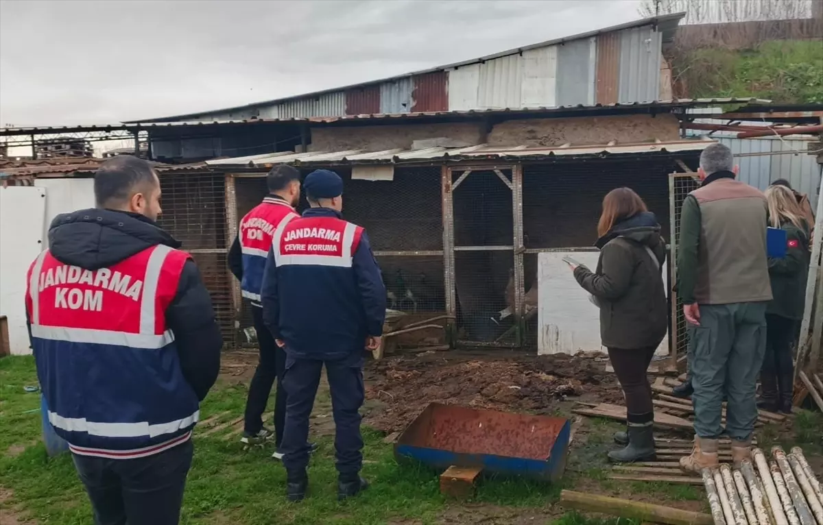 Sakarya'da düzenlenen operasyonda çok sayıda kaçak hayvan ele geçirildi