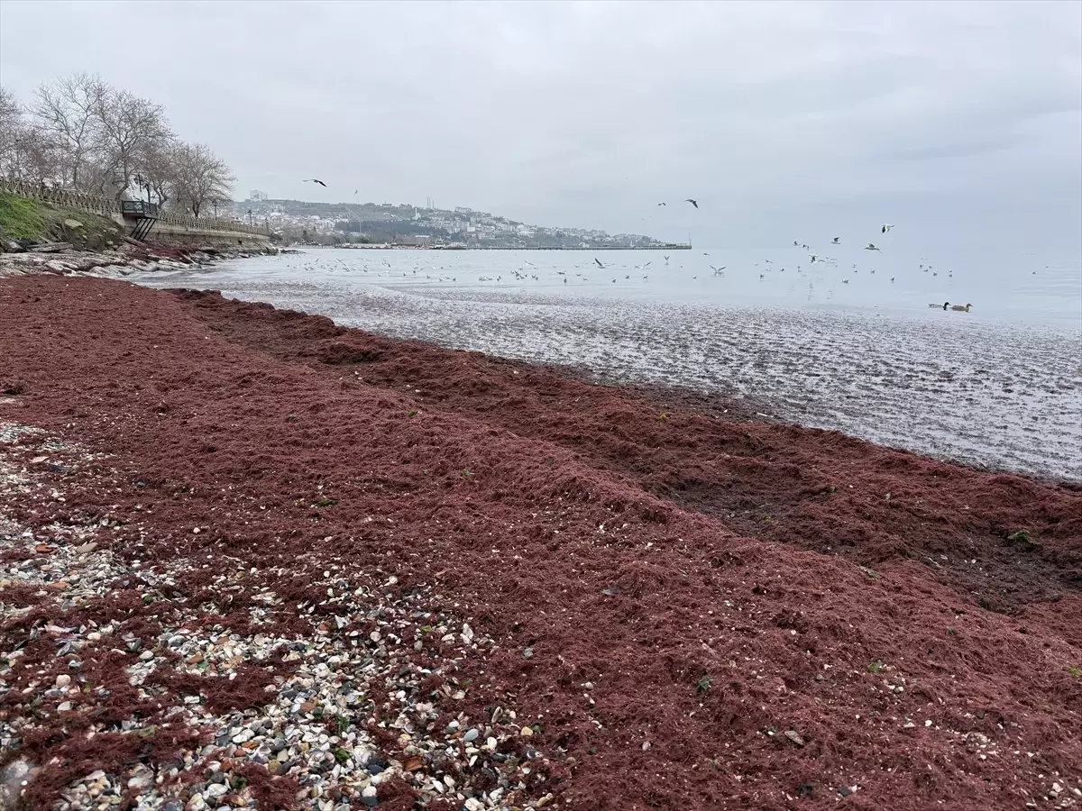 Tekirdağ'da poyraz nedeniyle sahilin bir kısmı kırmızı yosunla kaplandı