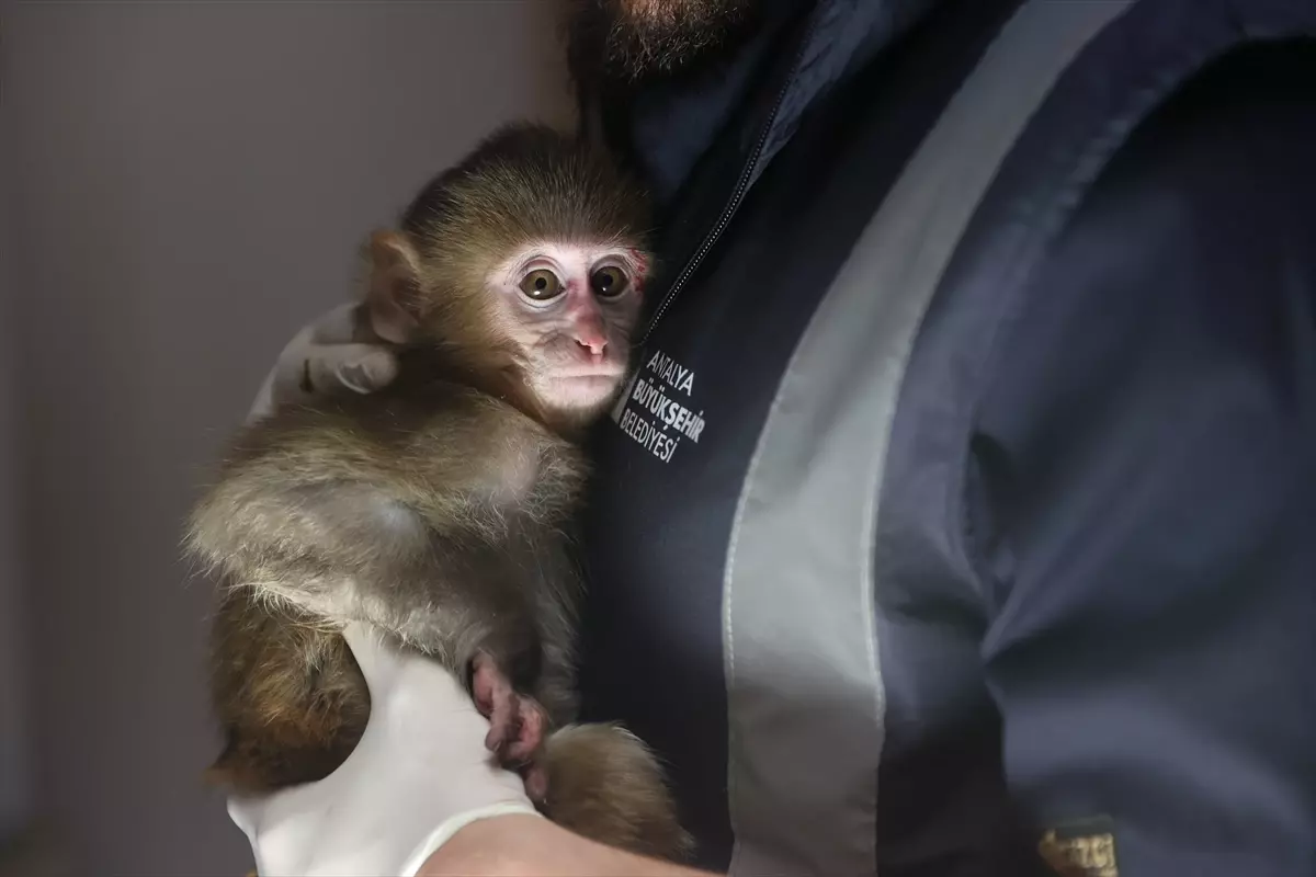 Uyuşturucu şüphelilerinin elinden kurtarılan maymun yavrusu 'Portakal'a özenle bakılıyor