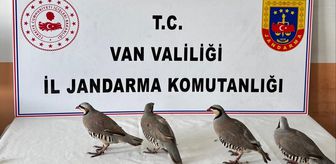 Van'da aracında 4 kınalı keklik yakalanan kişiye 85 bin 246 lira ceza verildi