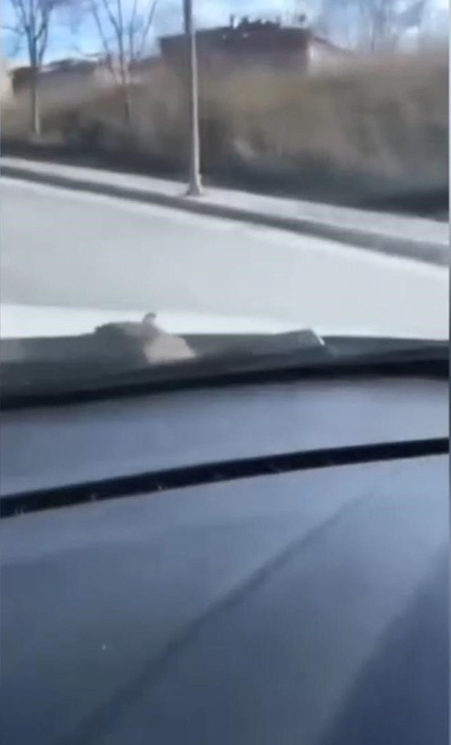 basaksehir de surucu ust gecitte fareyle 19549749 5437 m