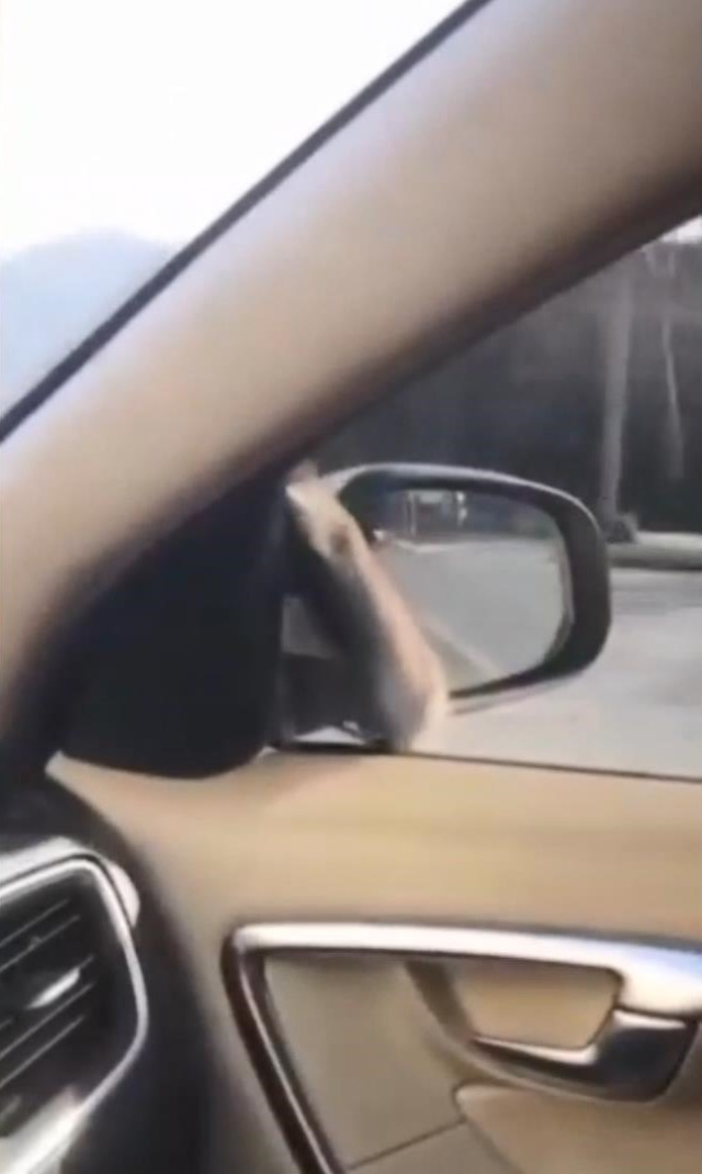 basaksehir de surucu ust gecitte fareyle 19549749 5511 m