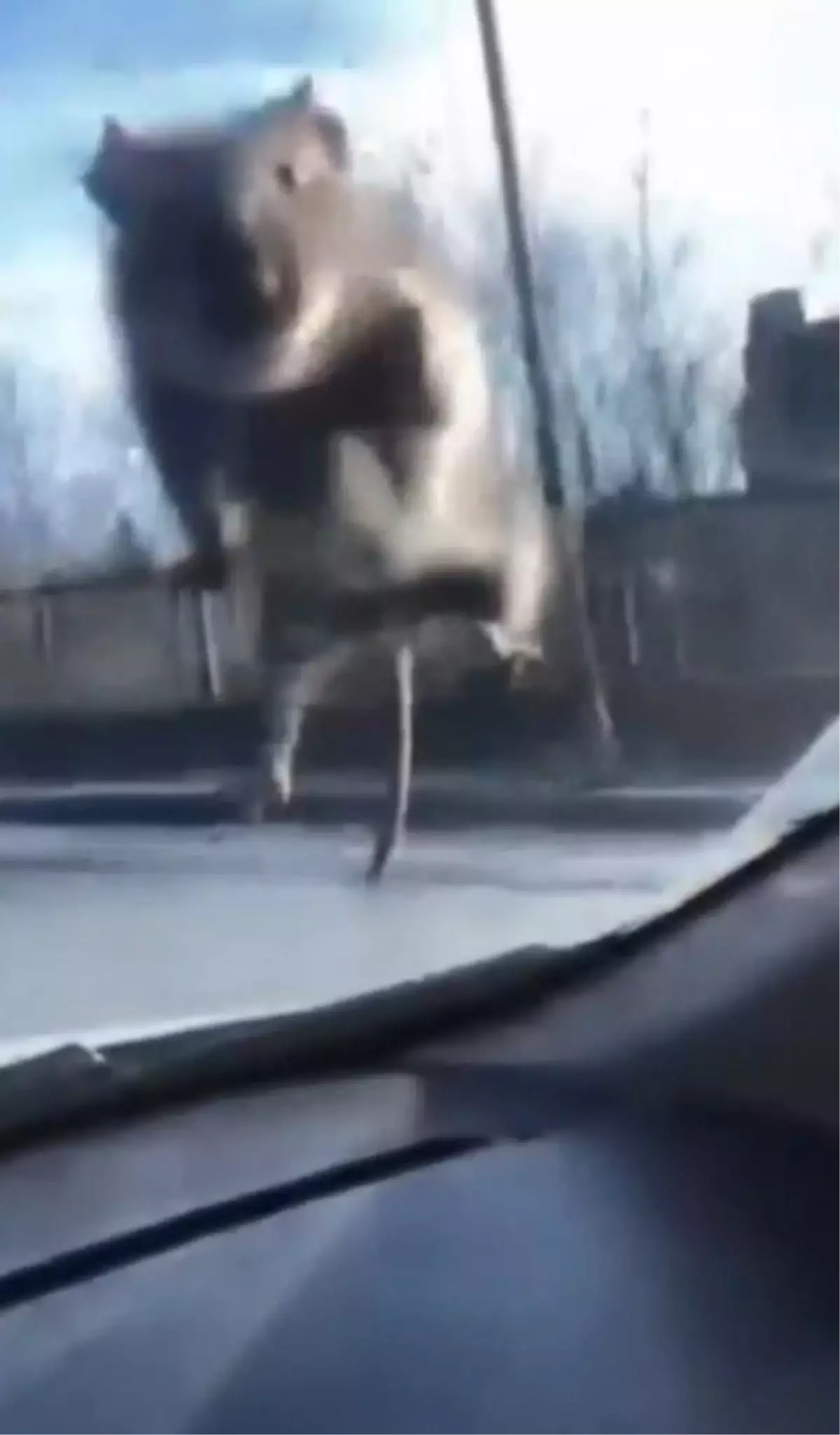 Başakşehir'de Sürücü Üst Geçitte Fareyle Karşılaştı