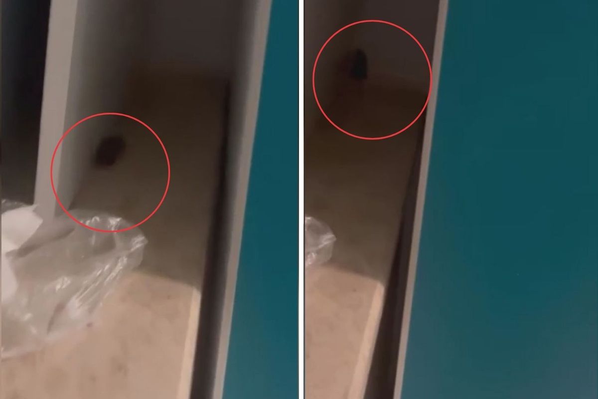 Skandal görüntüler! Hastanede fare görüldü, yönetimin aldığı önlem pes dedirtti