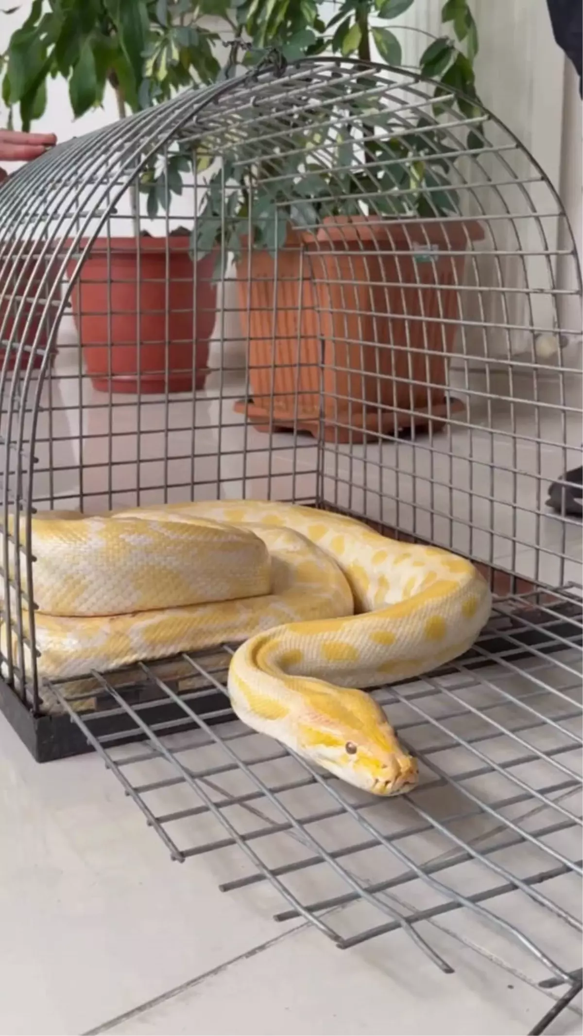 Gösteride kullanılan yılana el konuldu