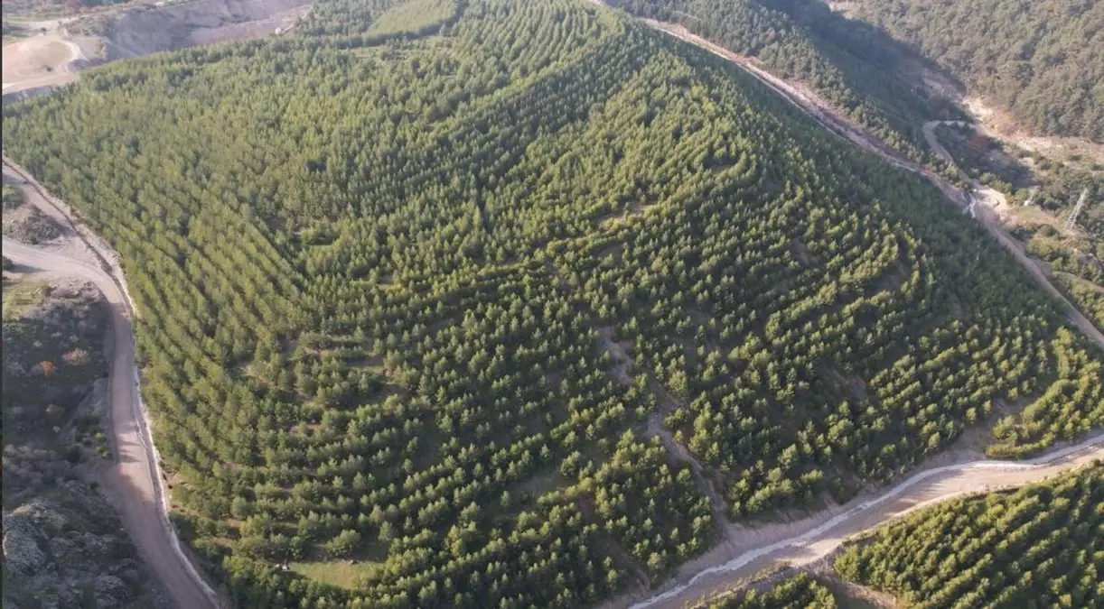 İzmir'de eski maden sahası yeşile büründü