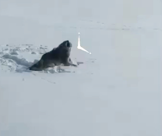 ac kaldigi icin koye inen kurt kopek melezi 19553927 2052 m