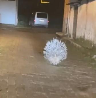 The most dangerous porcupine in Africa was spotted in Aydın