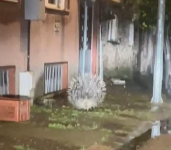 The most dangerous porcupine in Africa was spotted in Aydın