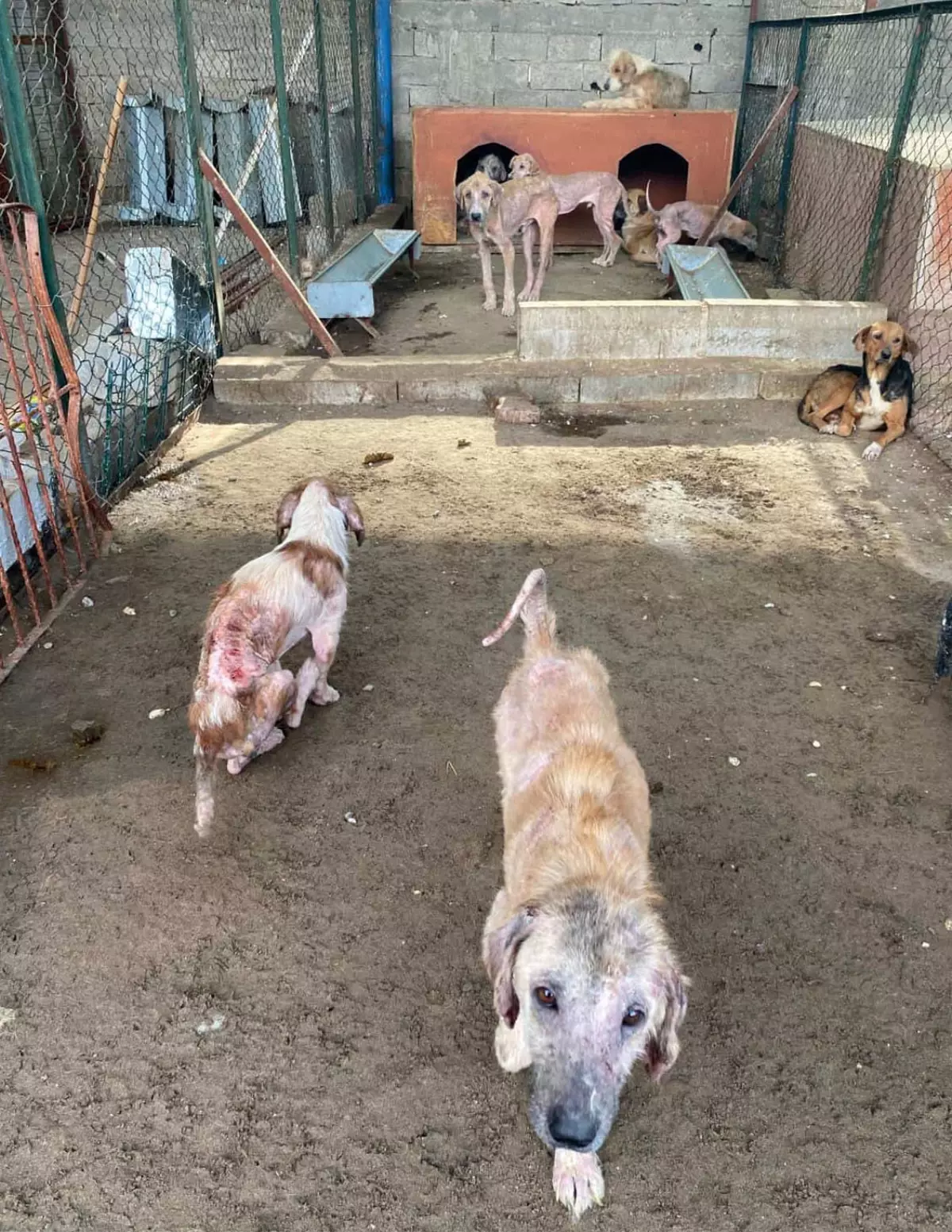 Barınaktaki tepki çeken görüntülere soruşturma