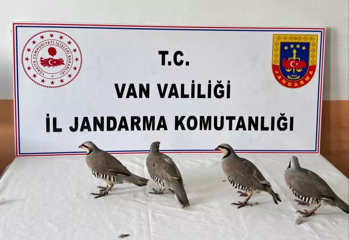 Kınalı keklik avına 85 bin TL ceza