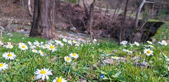 Adana'da havanın ısınmasıyla açan çiçekler doğaya renk kattı