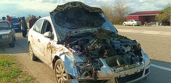 Adana'da otomobilin çarptığı 7 koyun telef oldu