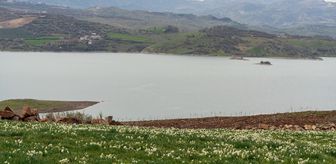 Adıyaman'da 'baharın habercisi' nergisler çiçek açtı