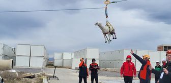 AFAD'dan afetlerde hayvanların korunmasına yönelik uluslararası proje