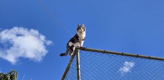 Alanya'da çıktığı tel örgülerde mahsur kalan kedi kurtarıldı