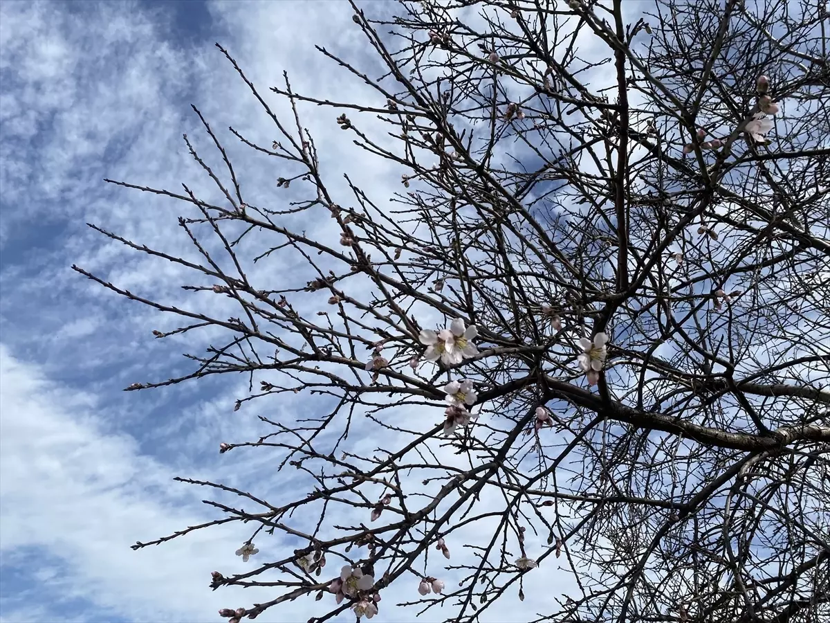 Alaşehir'de badem ağaçları şubatta çiçek açtı