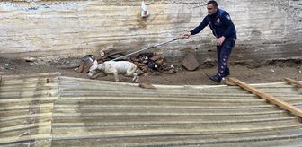 Alaşehir'de çukura düşen köpeği itfaiye kurtardı