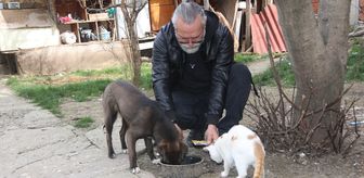 Amasya'da köpek Oskar ile kedi Çiçek'in dostluğu örnek oluyor