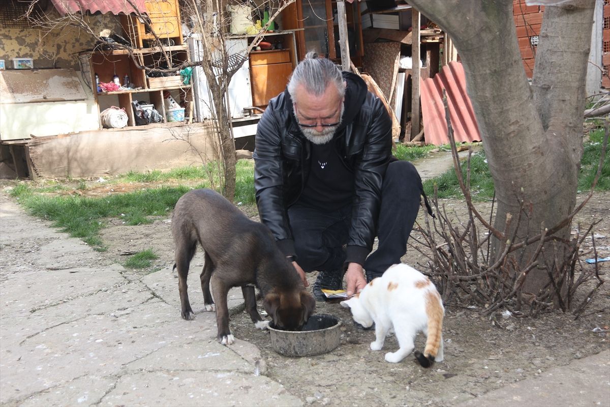 Amasya'da köpek Oskar ile kedi Çiçek'in dostluğu örnek oluyor