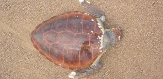 Antalya'da ölü caretta caretta sahile vurdu