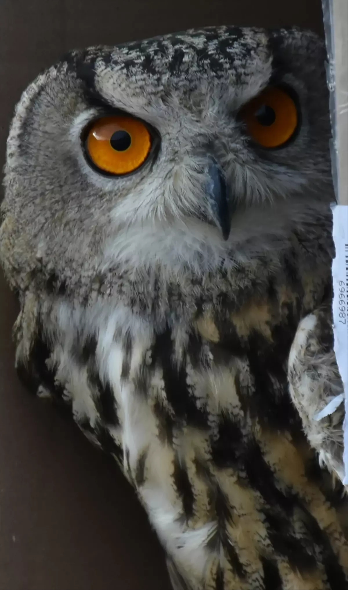 Artvin'de yaralı bulunan puhu tedavisinin ardından doğaya bırakıldı