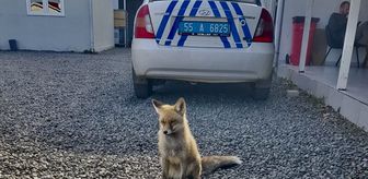 Atış poligonuna bitkin halde gelen tilki 'Barut' polislerle dost oldu