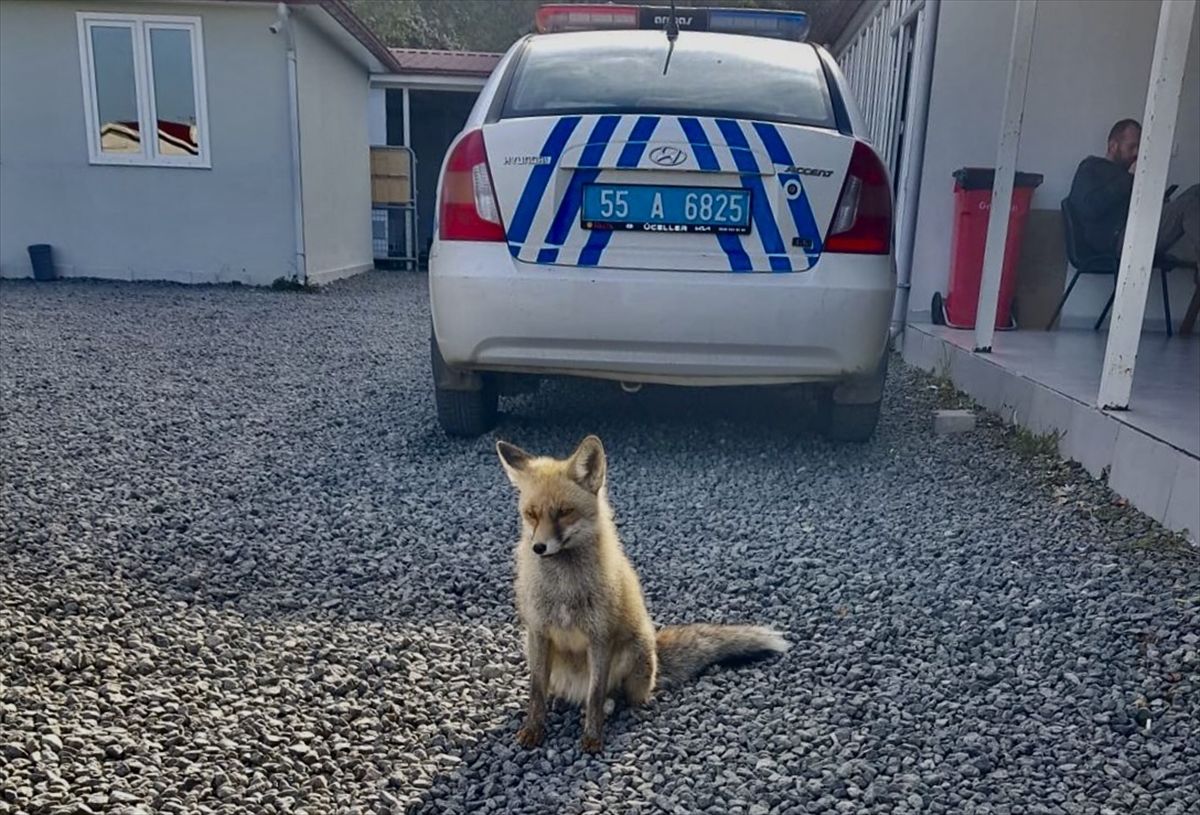 Atış poligonuna bitkin halde gelen tilki 'Barut' polislerle dost oldu
