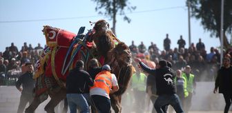 Aydın'da ertelenen deve güreşi festivali yapıldı